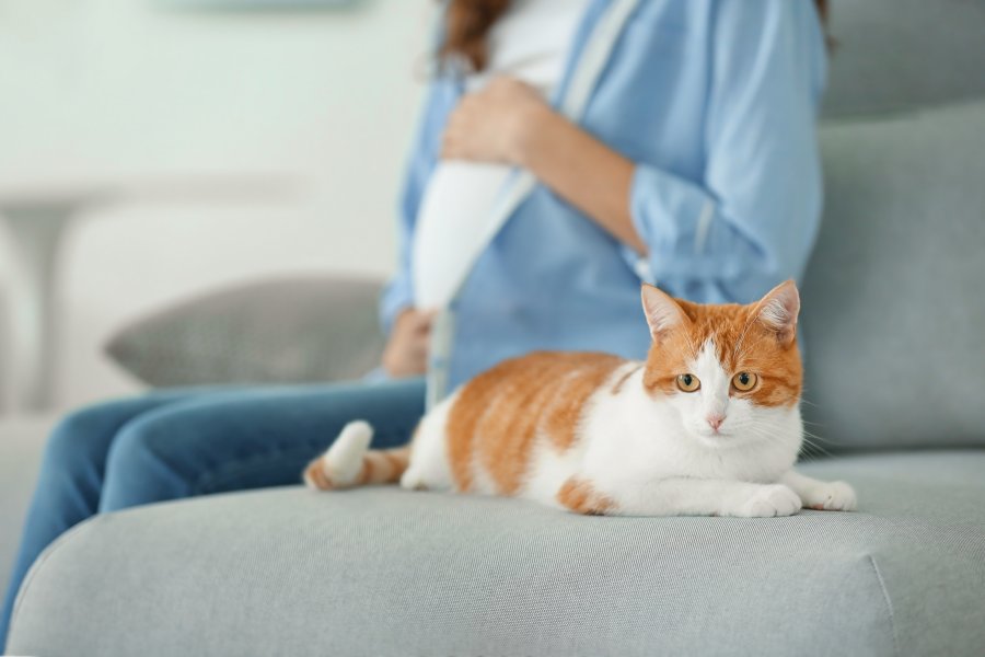 Toksoplazmoza – czy koty domowe są tak niebezpieczne?